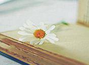 粉玫瑰不能随便送人原因是什么 红玫瑰与粉玫瑰的区别