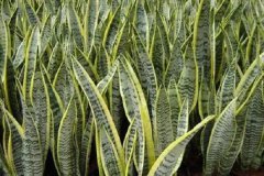 虎皮兰开花的寓意有哪些 风水中的虎皮兰有什么含义