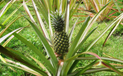 绿色玫瑰的花语是什么 有什么寓意