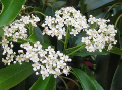 蓝桉的花语是什么 适合送人吗