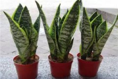 虎皮兰的花语和寓意 适合送人吗