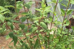 绣球花花语 有什么寓意