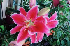 百合花的花语和寓意 有哪些象征意义