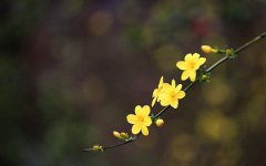 <b>2022年春天开的常见的花有那些</b>