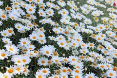 雏菊的花语和寓意是什么