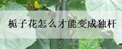 栀子花花语是什么 有哪些寓意象征