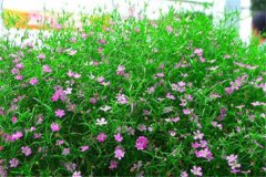 满天星适合送女朋友吗 有哪些美好寓意