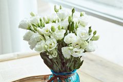 送洋桔梗的禁忌 适合送给哪些人