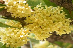 桂花的花语及寓意 适合送给哪些人