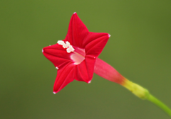 新买的茑萝怎么养护 鸢萝的养护方法