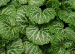 <b>新买的虎耳草怎么养护 虎耳草的养护方法</b>