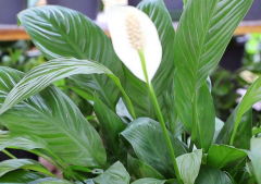 白掌有人说家里不能养的原因 养护的注意事项有哪些