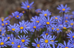 <b>蓝色玛格丽特花怎么养 需要什么生长环境</b>