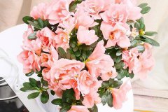 <b>杜鹃花花期的养护方法是什么 需要注意哪些方面</b>