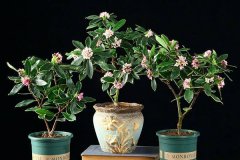 金边瑞香开花图片 金边瑞香图片大全