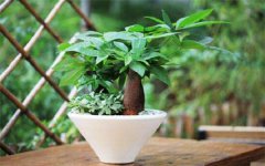 2022年招财树要怎么养 放在什么位置旺风水