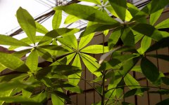 摇钱树有几个品种 要怎么养