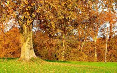 枫树和杨树的区别 有什么不同