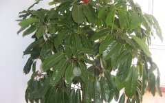 发财树和招财树怎么养 二者有什么区别