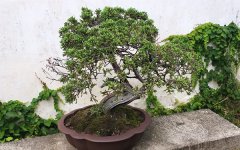 木本植物的观赏价值 和草本植物有什么区别