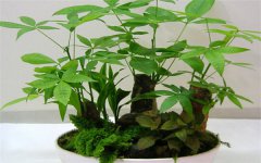 招财树怎么养才长得好 浇水的正确方法