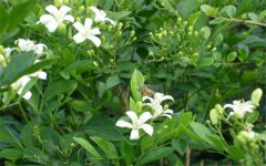 盆栽九里香如何修剪 方法是什么