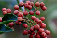 <b>一年花椒树如何修剪 修剪后有哪些注意事项</b>