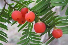 2022年红豆杉树苗价格 最新行情预测