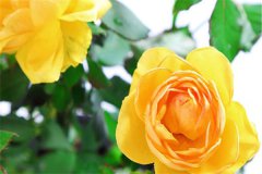 2022年七夕送给女朋友什么花好