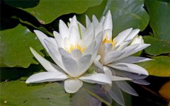 2022年是不是所有花在秋天开放 在秋天开放的花有哪些