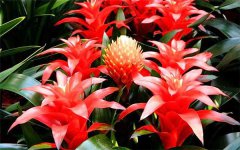 2022年鸿运当头多久浇一次水 有哪些注意事项