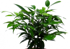 <b>平安竹叶子发黄怎么补救 有哪些补救措施</b>