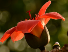 <b>木棉花和攀枝花是一种花吗 养护木棉有哪些注意事项</b>