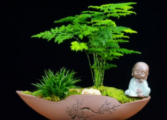 如何修剪文竹 有哪些注意事项