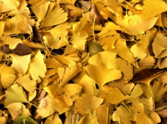 银杏树叶寓意什么 银杏树有什么含义