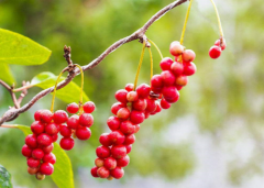 <b>中药材五味子人工种植方法技术 五味子养殖方法总结</b>