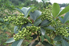 藤椒的育苗技术要点 藤椒怎么种植比较好