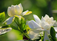 <b>栀子花的养殖方法 栀子花怎么养殖比较好</b>