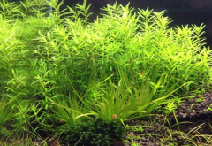 养不死的水草有哪些 哪种水草最好养