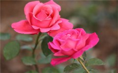 2022年适合强阳光暴晒的植物 阳光越充足长的越好