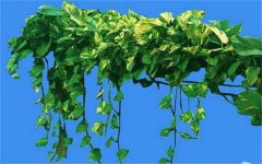 2022年绿萝发黄怎么补救 为什么黄叶枯萎