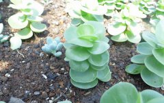 金钱木的养殖方法 你get了吗