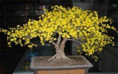 迎春花是什么颜色 怎么养迎春花
