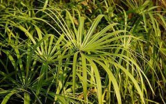 水竹叶子发黄怎么回事 要怎么解决