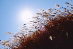 芦苇唯美图片 高清芦苇图片欣赏