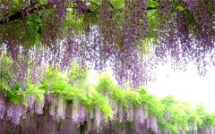 <b>喜阳耐高温的爬藤植物花卉有哪些 如何养殖</b>