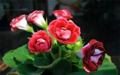 大岩桐花孕妇可以闻吗 可以放室内吗