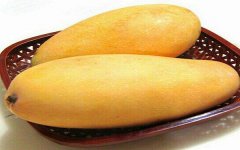 北方盆栽芒果怎样种植 注意事项有哪些