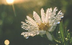 适合冬天种的花种子有哪些 快点进来看看