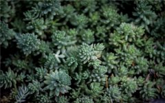 如何处理网购回来的多肉 要马上浇水吗